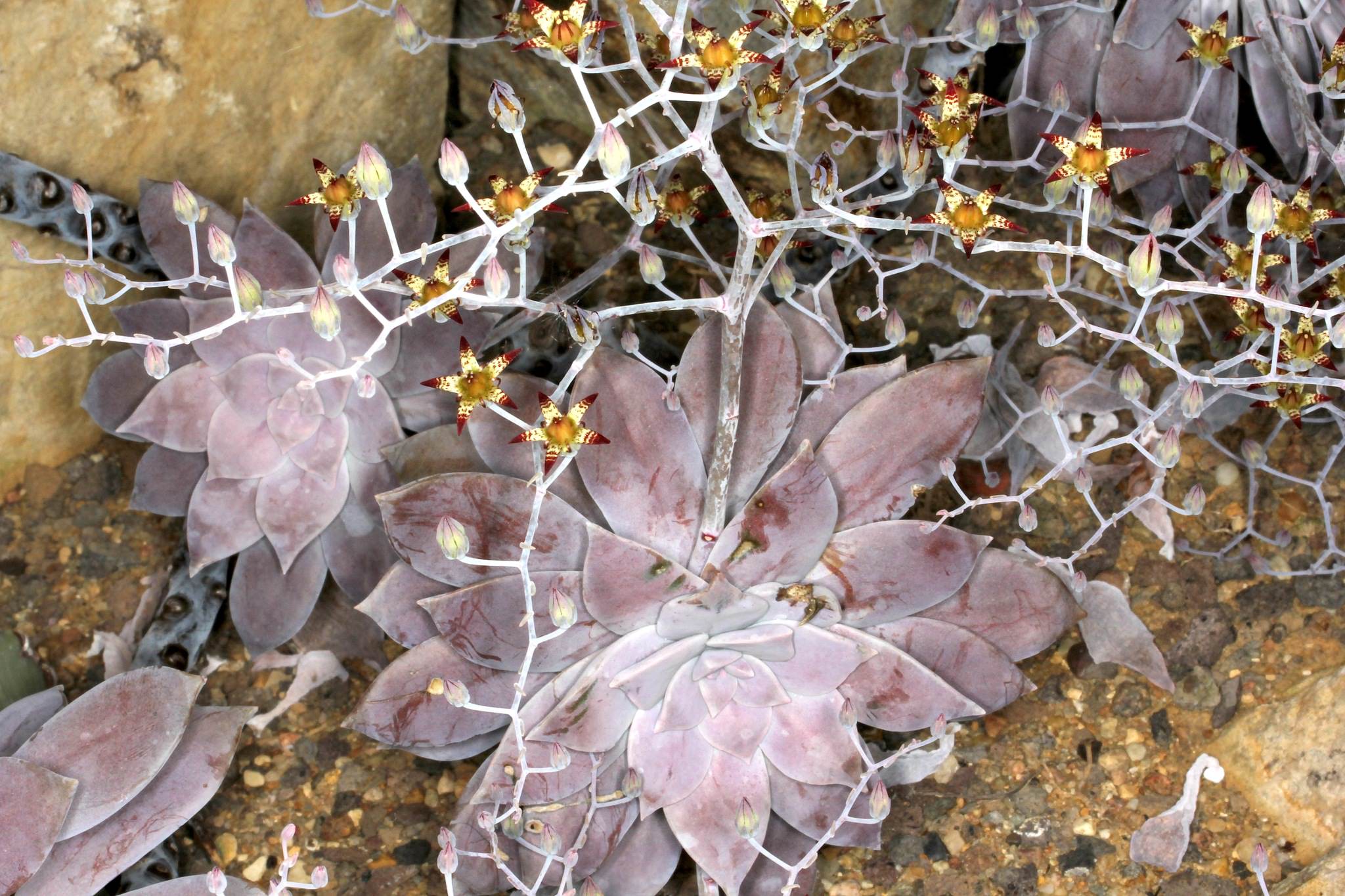 Graptopetalum superbum